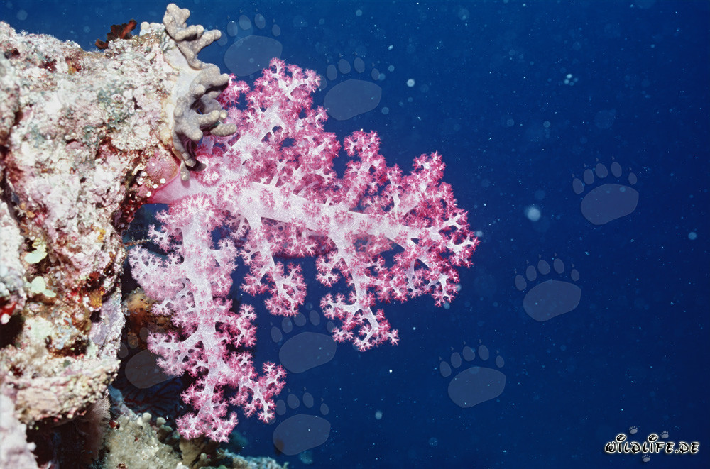 Corail mou fluo dans les profondeurs de Fidji