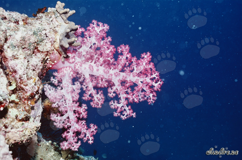 Corallo molle luminoso nelle profondità di Fiji