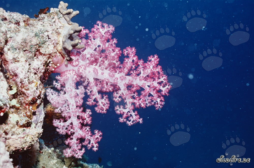 Glowing soft coral in the depths of Fiji