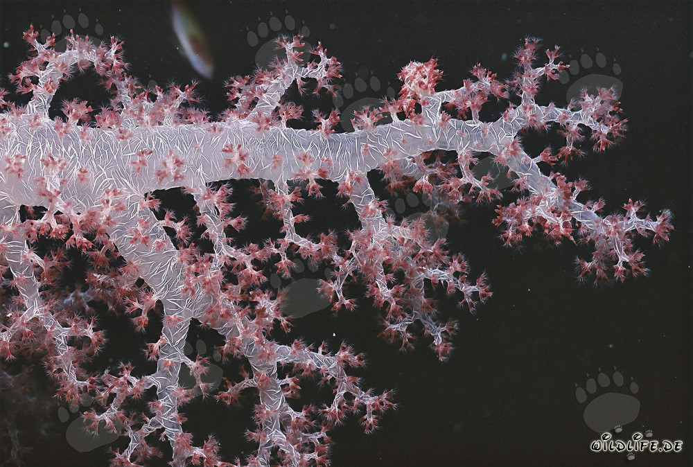 Discover the Fascinating Soft Coral in the Red Sea