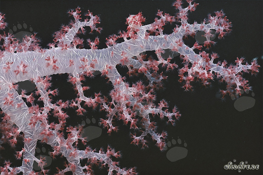Fascinante corail mou dans la mer Rouge