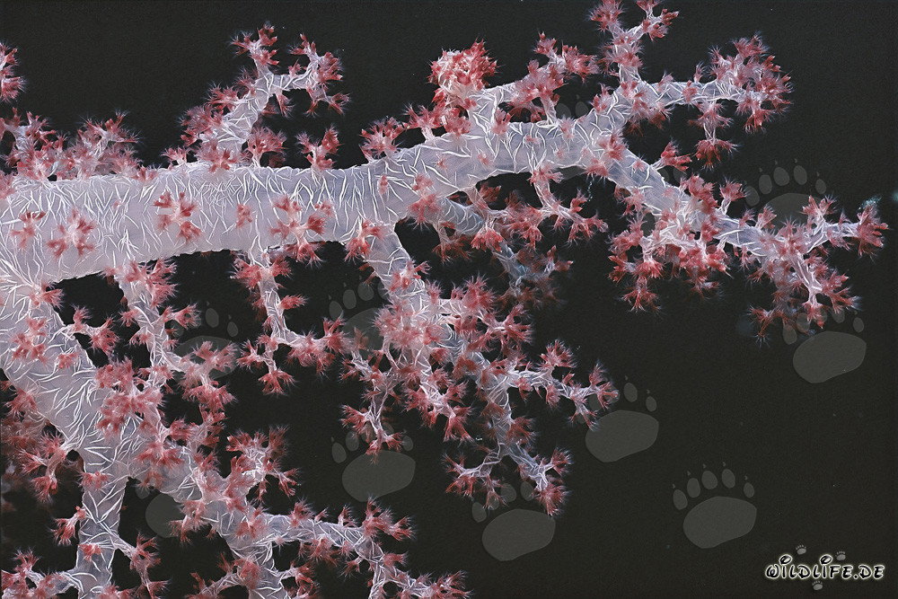 Fascinating soft coral in the Red Sea