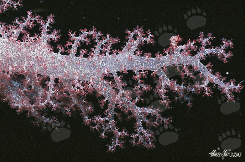 Fascinant Corail mou transparent dans la Mer Rouge