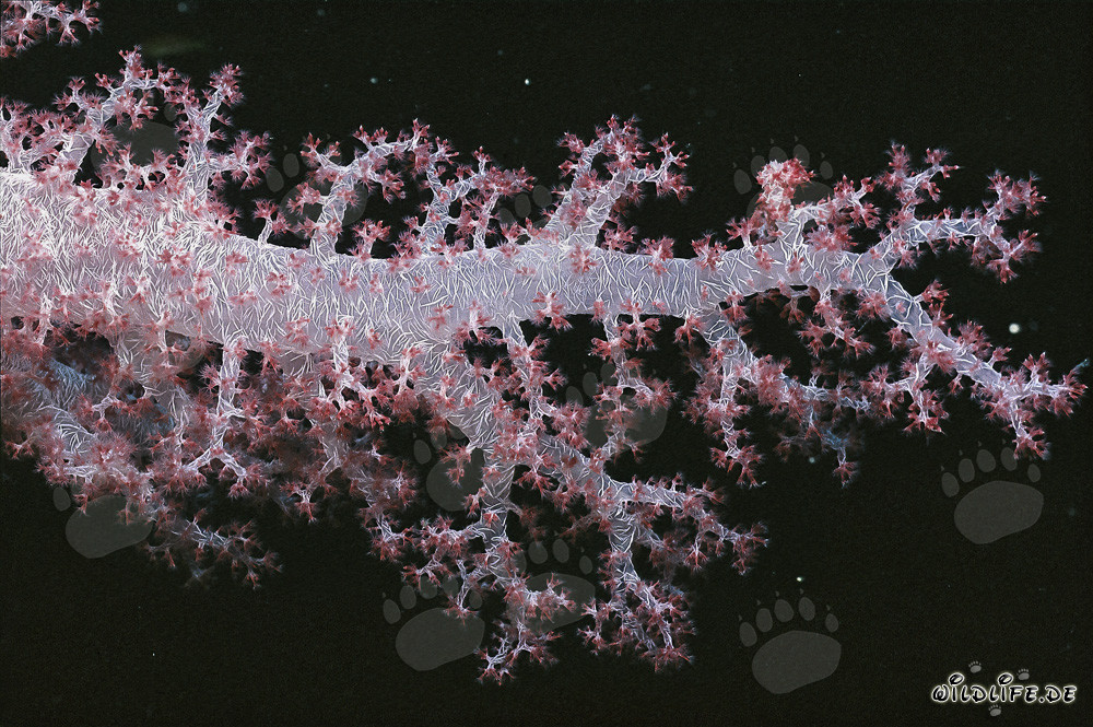 Affascinante Corallo molle trasparente nel Mar Rosso