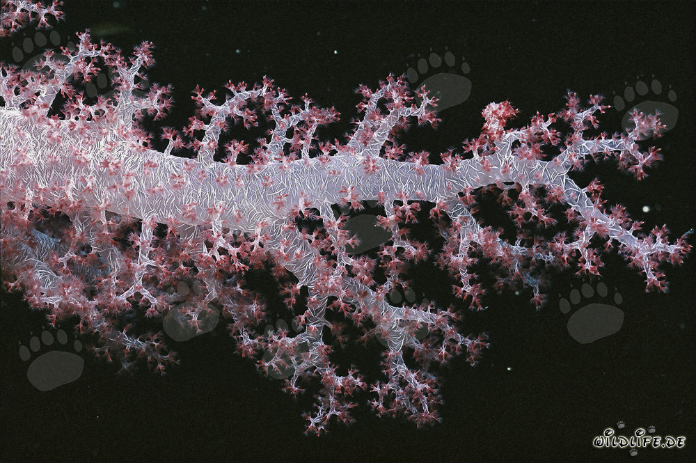 Fascinating Soft Coral in the Red Sea