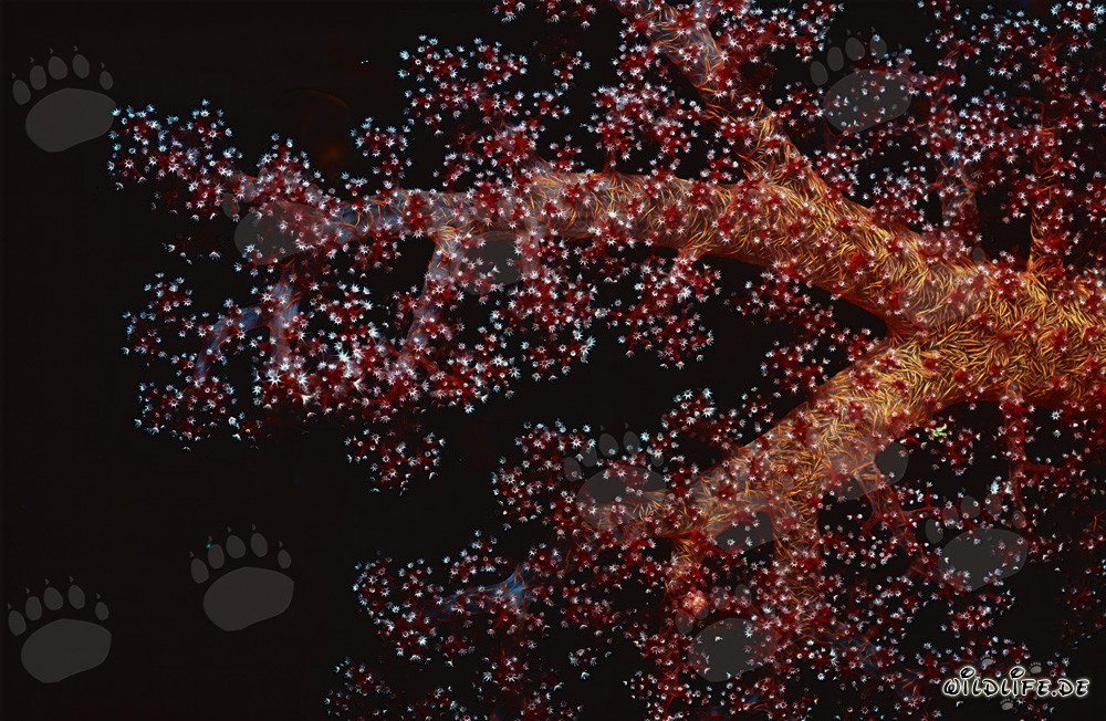 Corail mou fascinant dans la mer Rouge