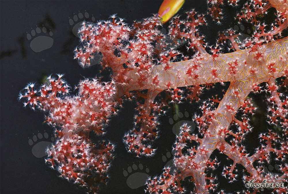 Corail mou fascinant dans les eaux cristallines de la mer Rouge