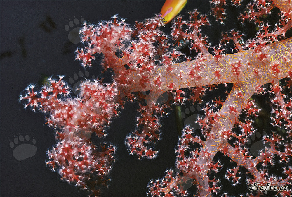 Fascinante coral blando en las aguas cristalinas del Mar Rojo