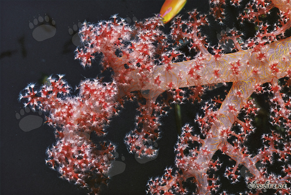 Fascinating soft coral in the crystal-clear waters of the Red Sea