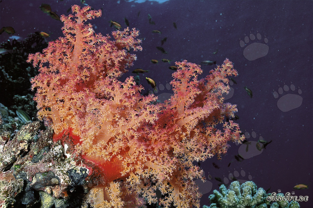 Corail mou fascinant dans la mer Rouge