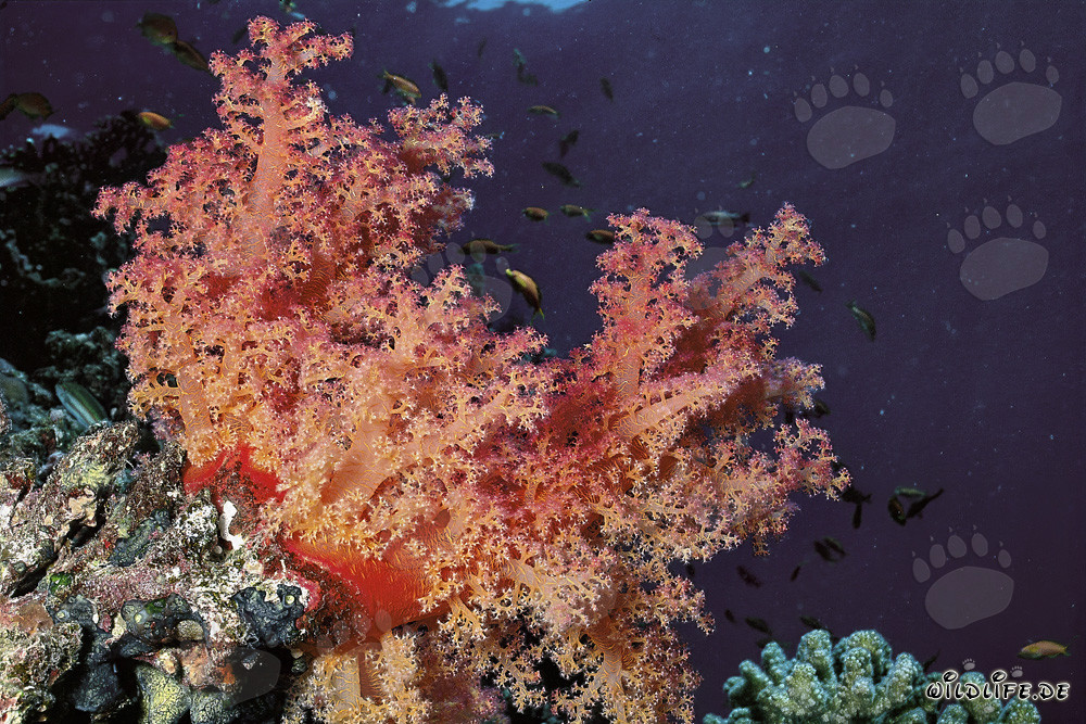 Fascinante coral blando en el mar Rojo