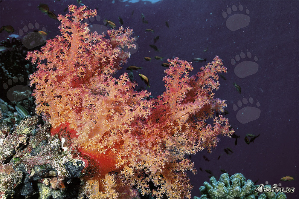 Affascinante corallo molle nel Mar Rosso