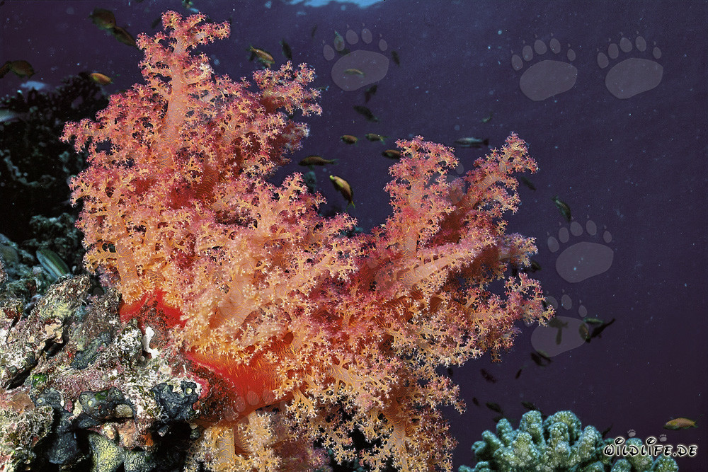 Fascinating Soft Coral in the Red Sea