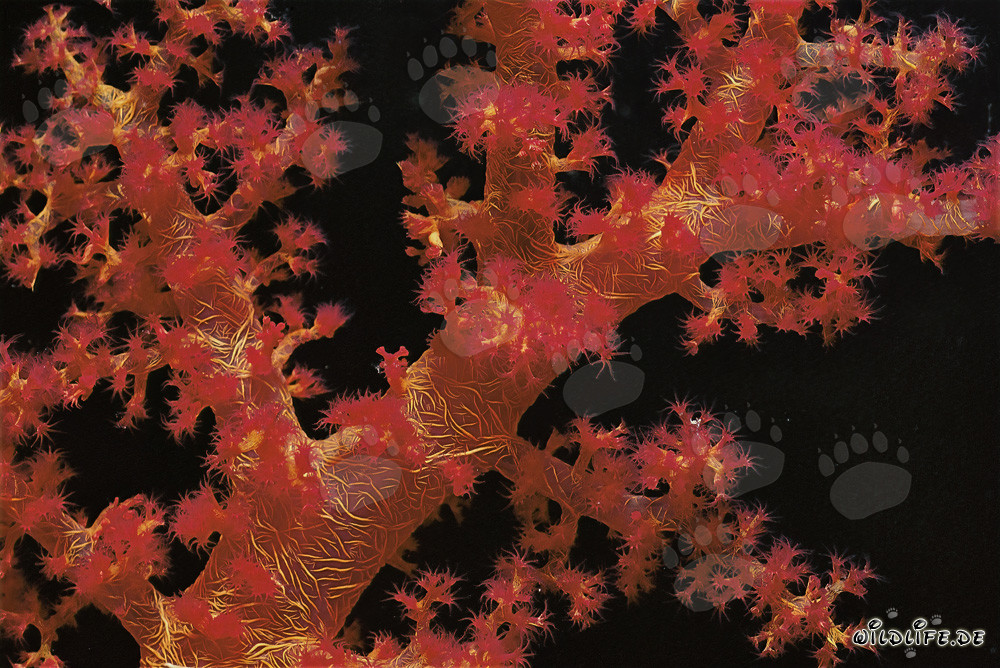 Corail mou fascinant dans la mer Rouge