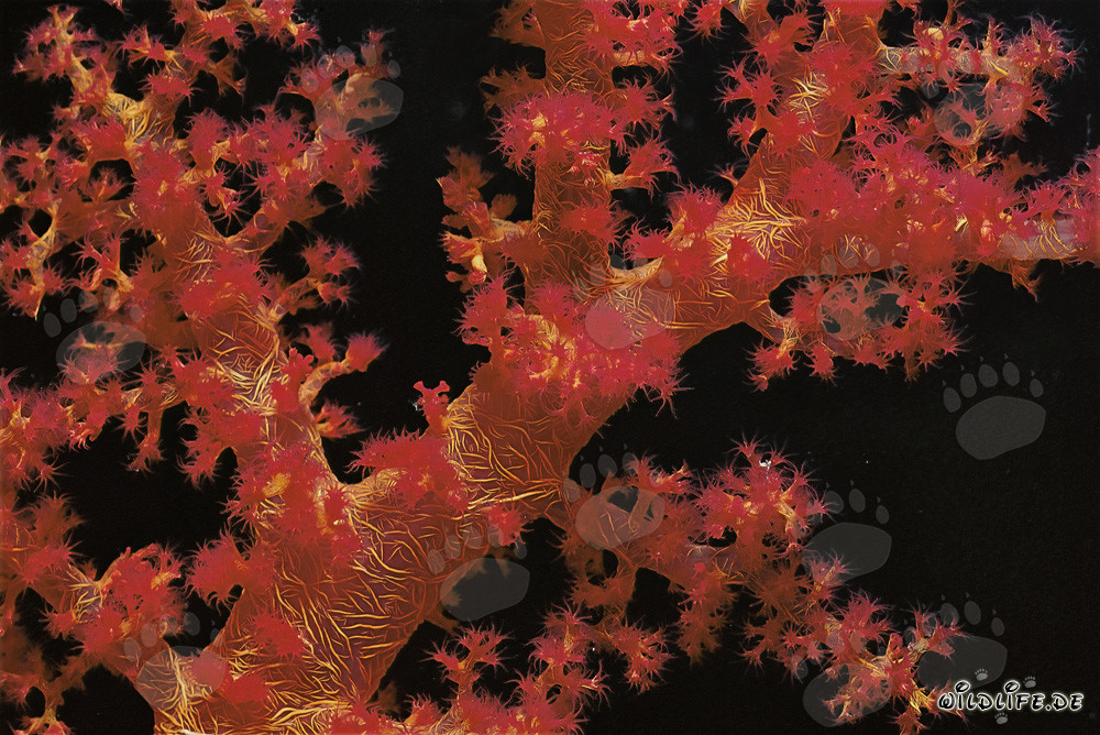 Affascinante corallo molle nel Mar Rosso