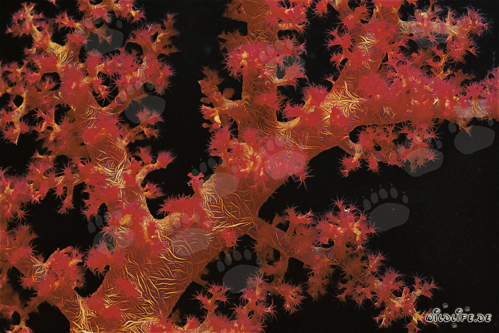 Fascinating Soft Coral in the Red Sea