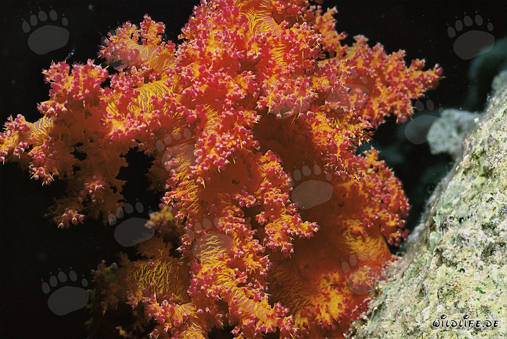 Magnifique corail mou dans les eaux claires de la mer Rouge
