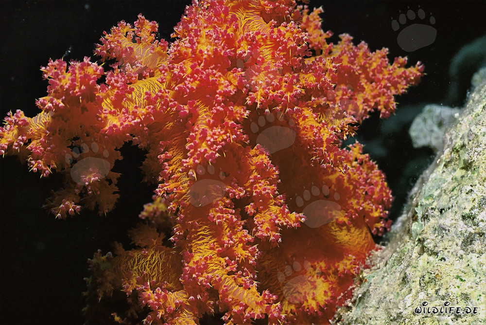 Magnífico coral blando en las aguas claras del Mar Rojo