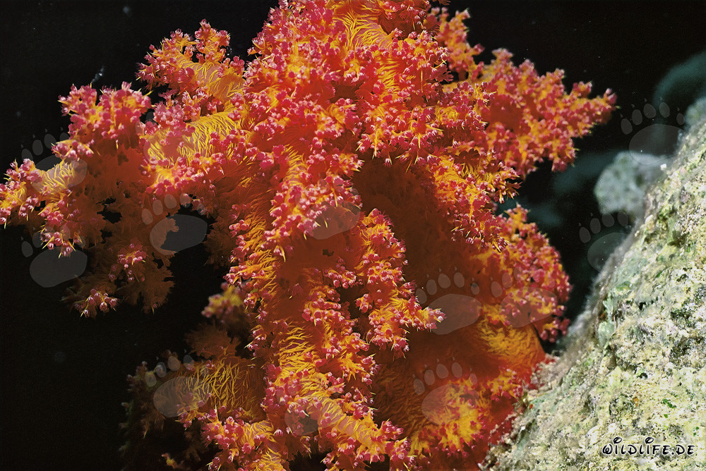 Magnifica corallo morbido nelle acque chiare del Mar Rosso