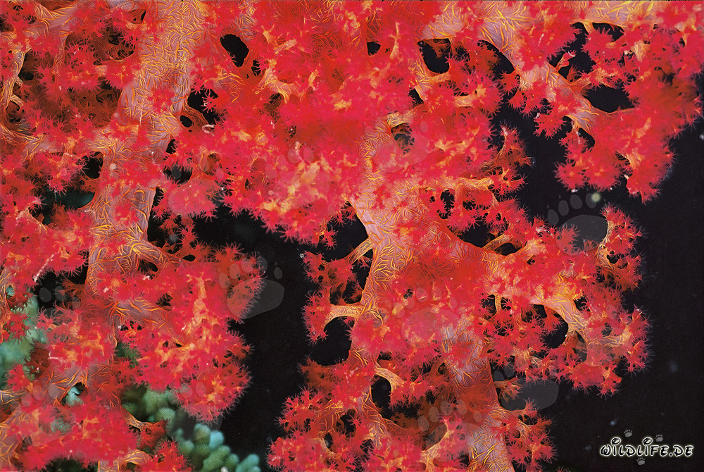 Fascinante Corail mou dans la mer Rouge