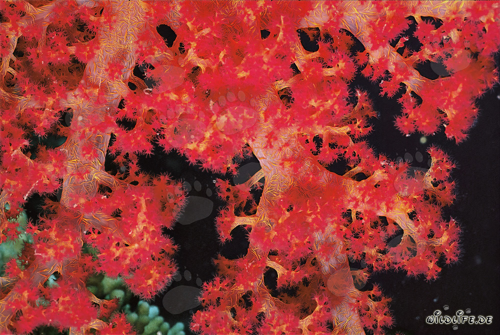 Fascinante Coral blando en el Mar Rojo