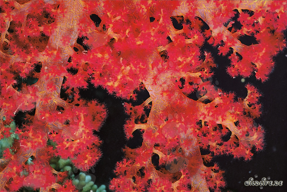 Affascinante Corallo morbido nel Mar Rosso