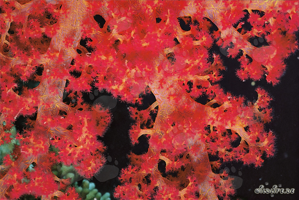 Fascinating Soft Coral in the Red Sea