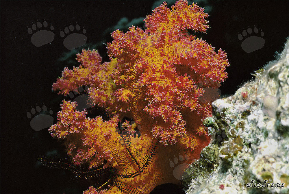 Fascinante coral blando en el Mar Rojo