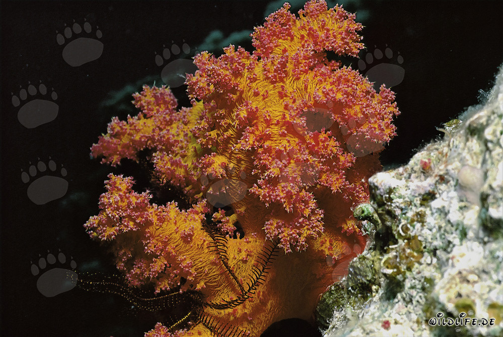 Affascinante corallo molle nel Mar Rosso
