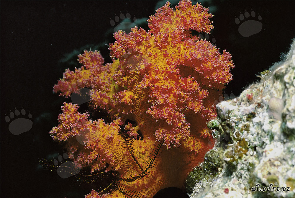 Fascinating Soft Coral in the Red Sea