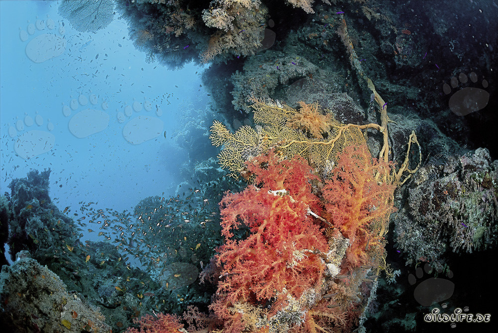 Corail mou fascinant dans la mer Rouge cristalline