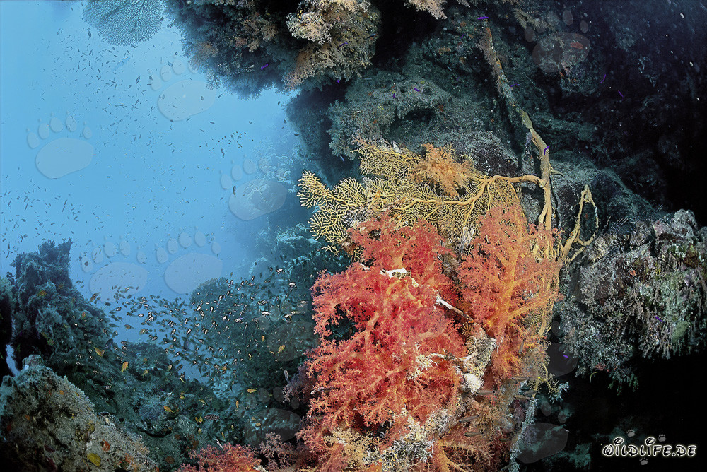 Fascinante coral blando en el cristalino Mar Rojo