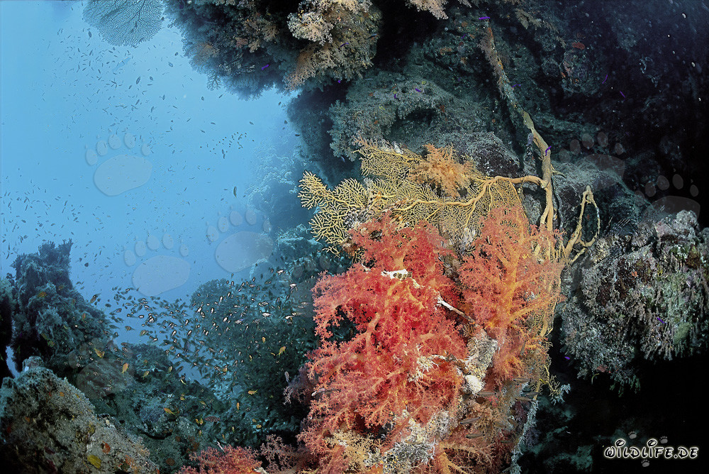 Affascinante corallo molle nel cristallino Mar Rosso