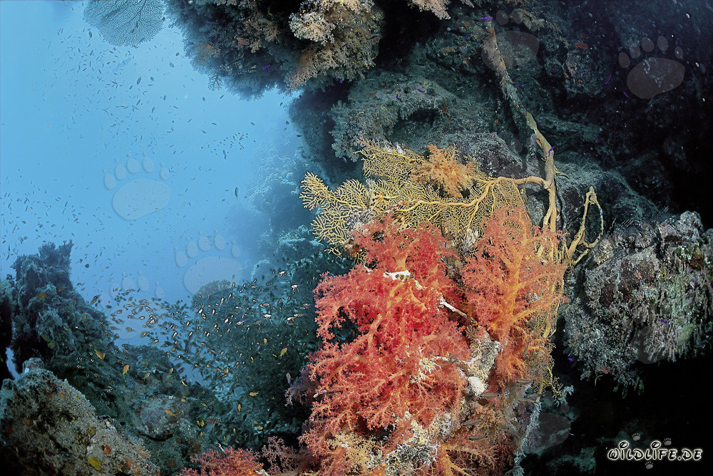 Fascinating soft coral in the crystal-clear Red Sea