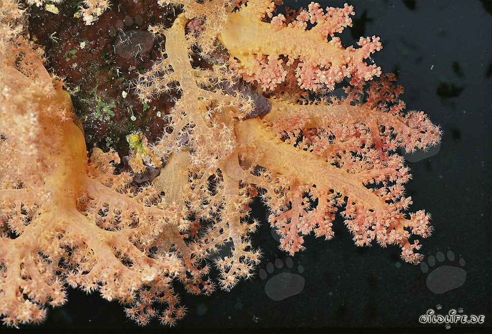 Affascinante corallo molle nel Mar Rosso