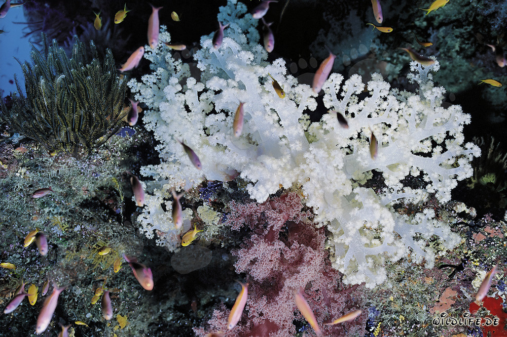 Corail mou coloré dans le Pacifique Sud