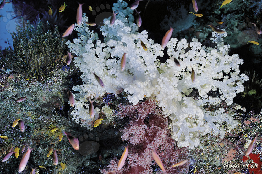 Colorati coralli molli nel Pacifico del Sud