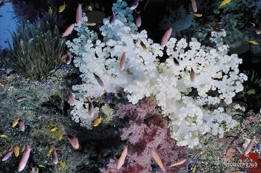 Colorful Soft Corals in the South Pacific