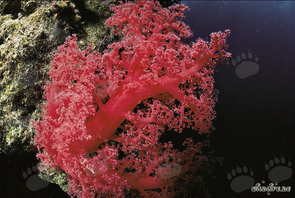 Fascinante corail mou dans la mer Rouge