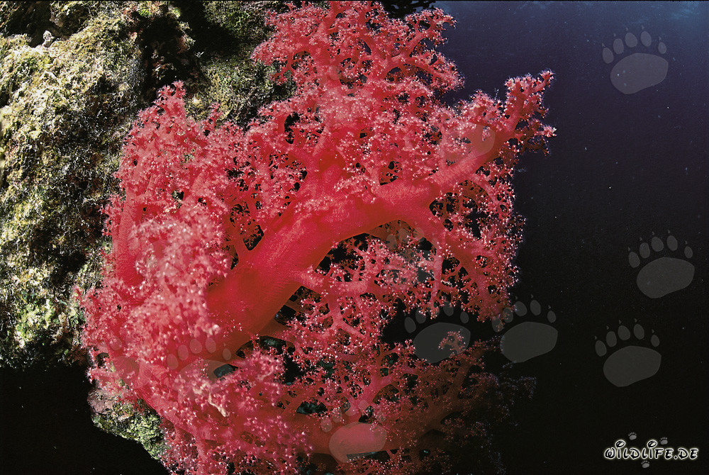 Fascinante coral blando en el Mar Rojo