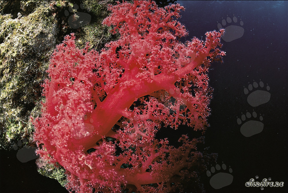 Affascinante corallo molle nel Mar Rosso