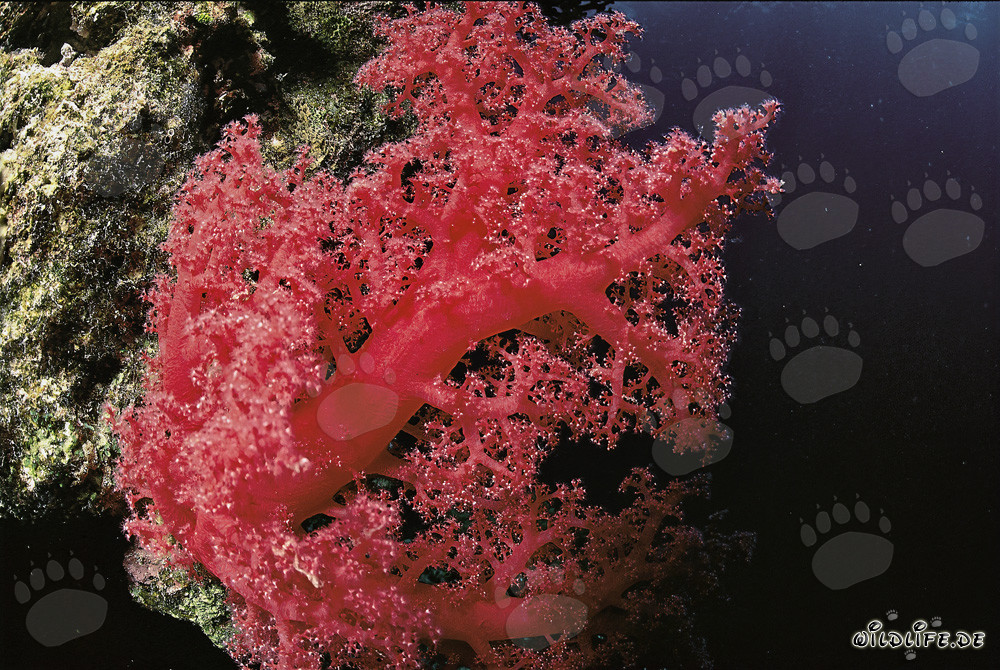 Fascinating soft coral in the Red Sea