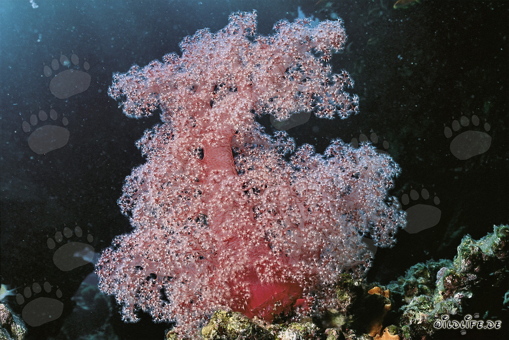 Fascinante corail mou dans la mer Rouge