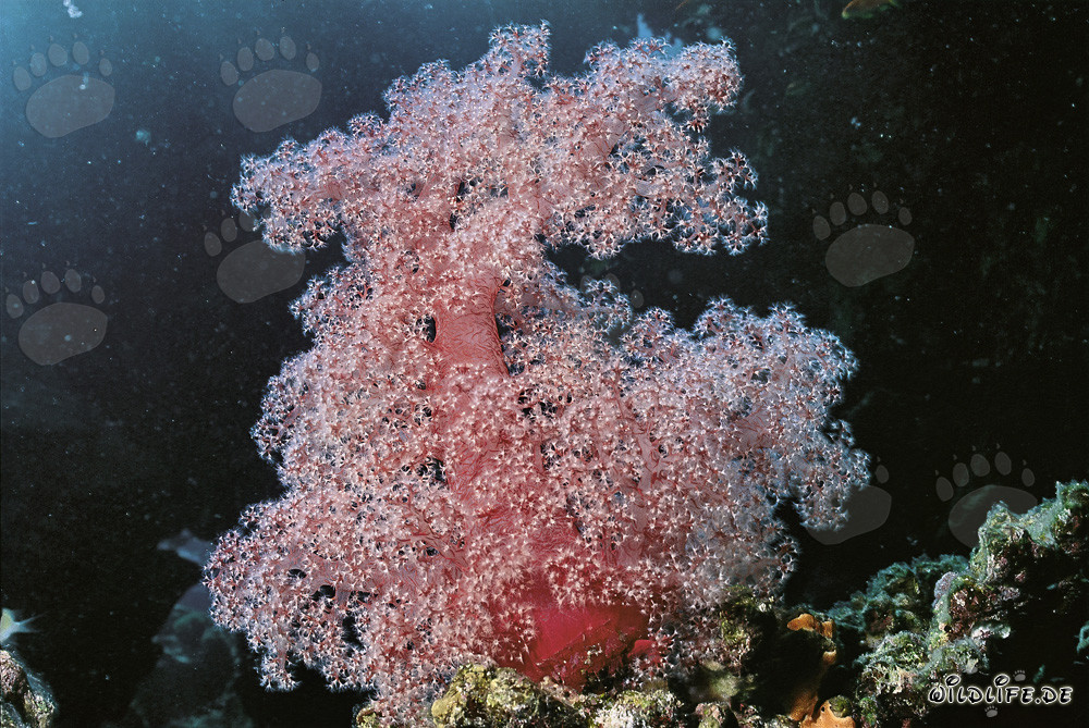 Fascinante coral blando en el Mar Rojo