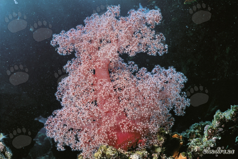 Affascinante corallo molle nel Mar Rosso
