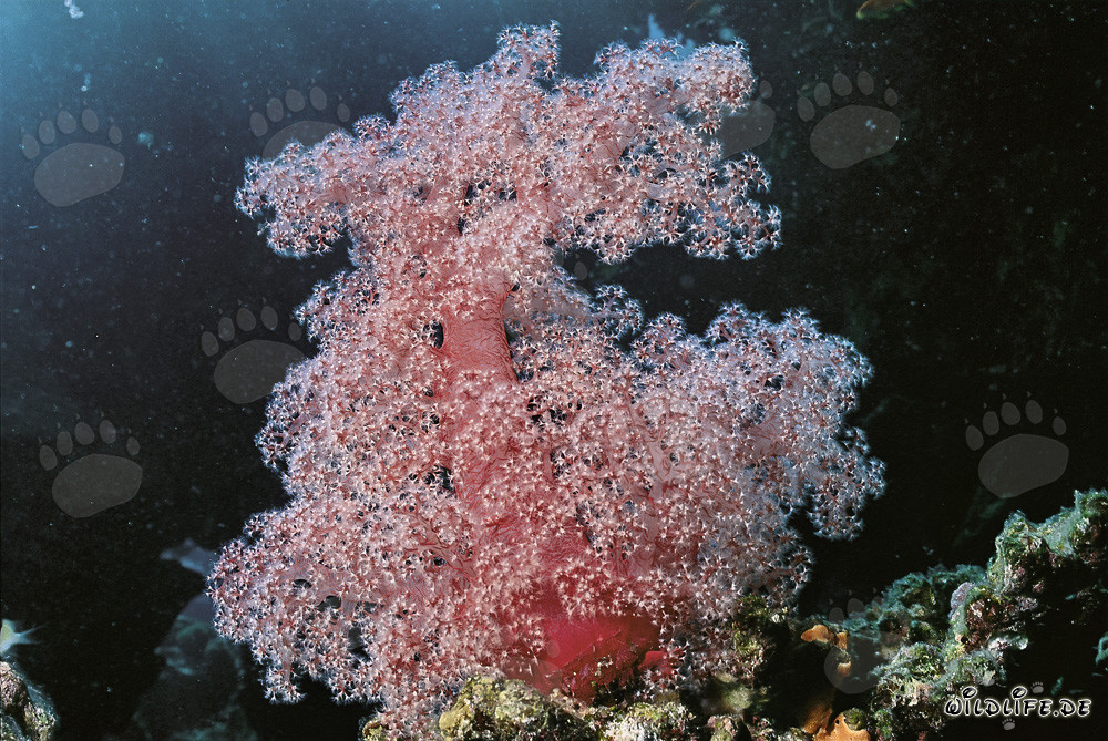 Fascinating Soft Coral in the Red Sea