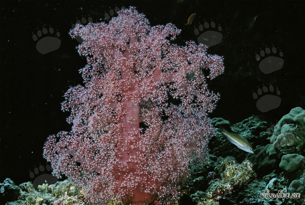 Corail mou coloré dans la mer Rouge cristalline