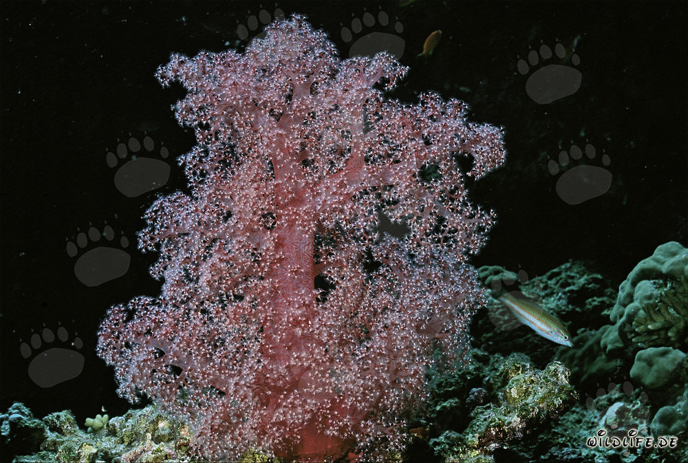 Coral suave colorido en el cristalino Mar Rojo