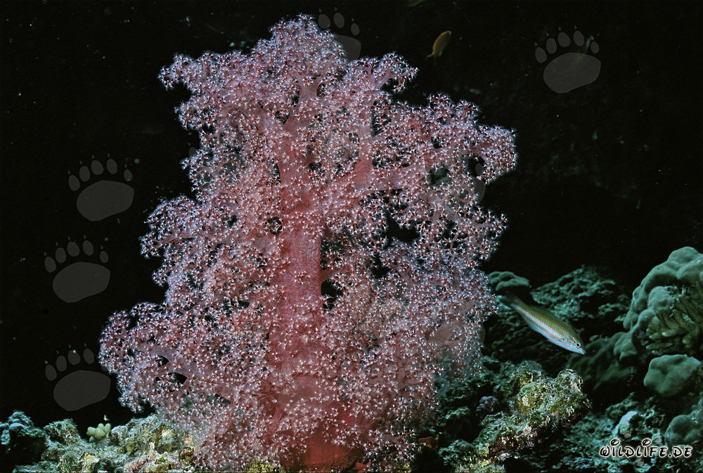 Corallo morbido colorato nel cristallino Mar Rosso