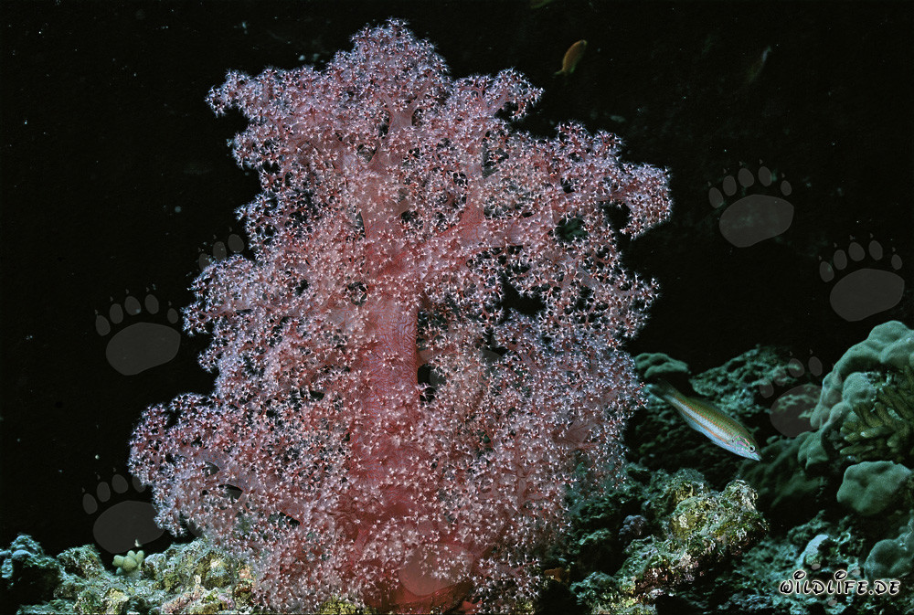 Colorful soft coral in the crystal clear Red Sea